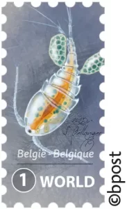 Microanimaux
