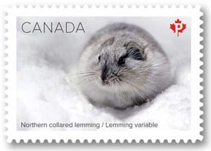 Photo of an arctic lemming